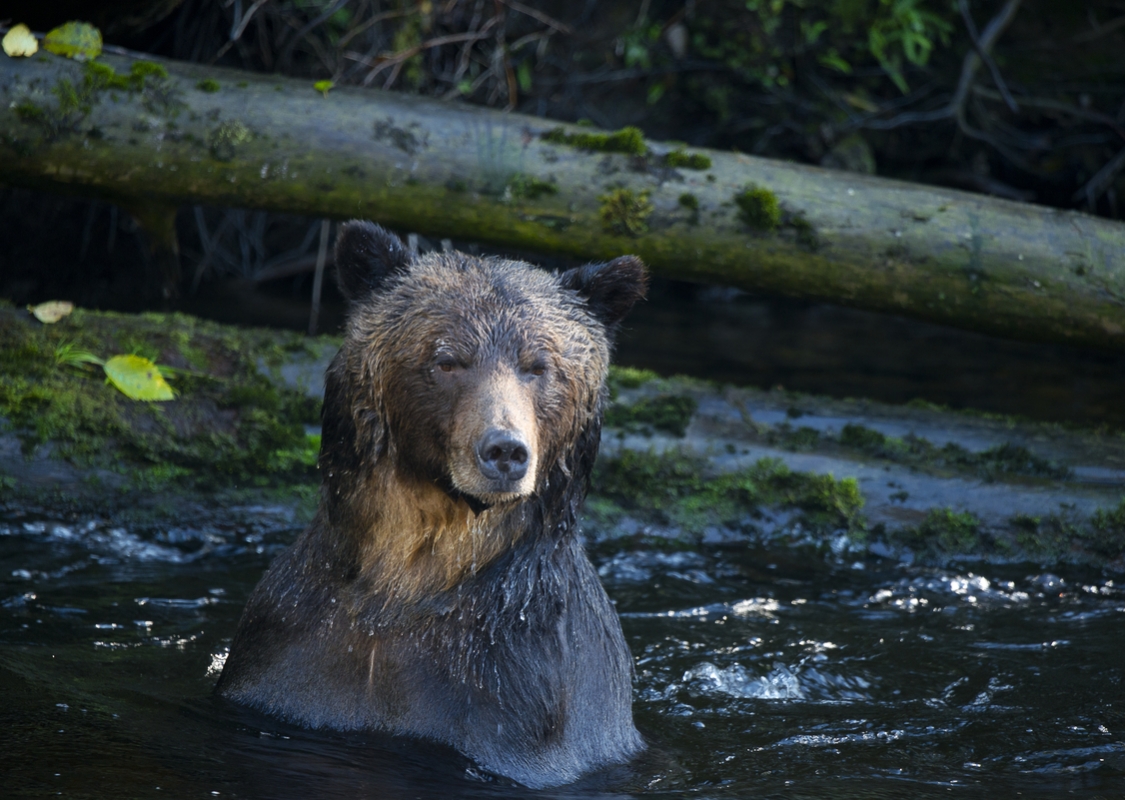 Ein Grizzlybär streckt den Kopf aus dem Wasser. Hinter ihm liegt ein umgestürzter Baum über dem Wasser nahe der Uferlinie.