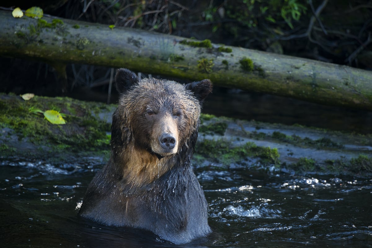 A grizzly bear pokes their head out of the water. A fallen tree is behind them over the water close to the shoreline.