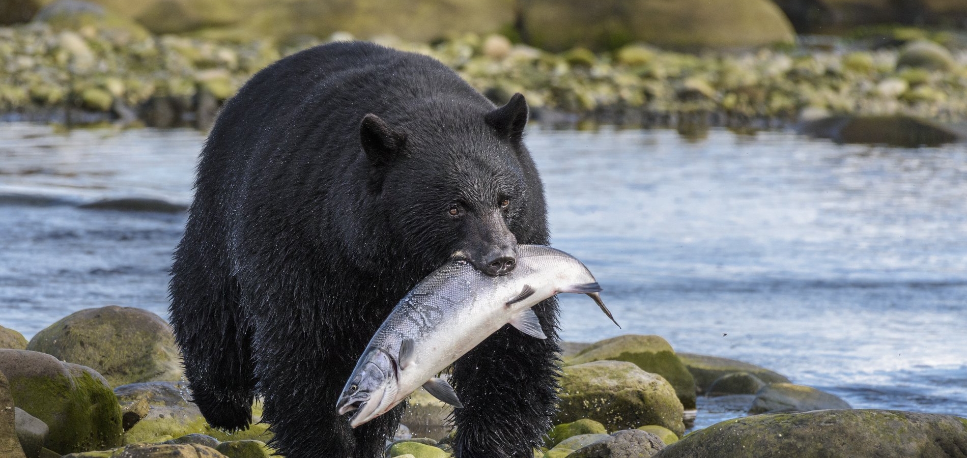 Ein Schwarzbär steht an einem felsigen Flussufer und hält einen großen Lachs im Maul. Sein Fell ist nass und glänzt, was darauf hindeutet, dass er den Fisch gerade aus dem Wasser hinter ihm gefangen hat. Die Umgebung ist natürlich und rau, mit glatten Steinen und fließendem Wasser, die eine dynamische Kulisse für diese beeindruckende Wildtierbeobachtung bilden.