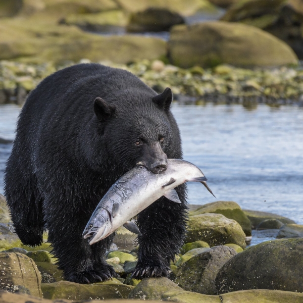 A black bear stands on a rocky riverbank with a large salmon clutched in its mouth. The bear's fur is wet and glistening, indicating it has just caught the fish from the water behind it. The surrounding environment is natural and rugged, with smooth stones and flowing water creating a dynamic backdrop to this impressive wildlife sighting.