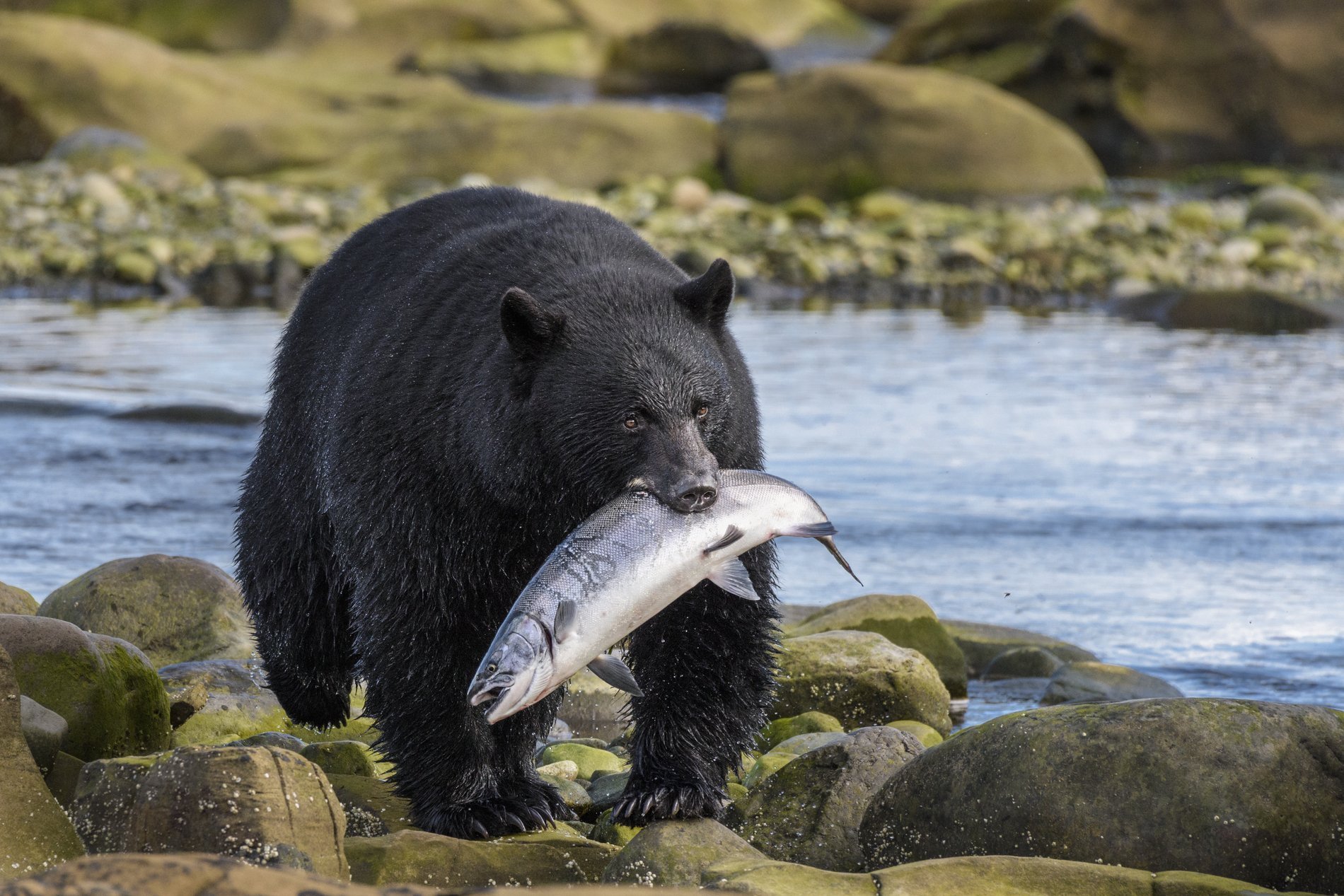 A black bear stands on a rocky riverbank with a large salmon clutched in its mouth. The bear's fur is wet and glistening, indicating it has just caught the fish from the water behind it. The surrounding environment is natural and rugged, with smooth stones and flowing water creating a dynamic backdrop to this impressive wildlife sighting.
