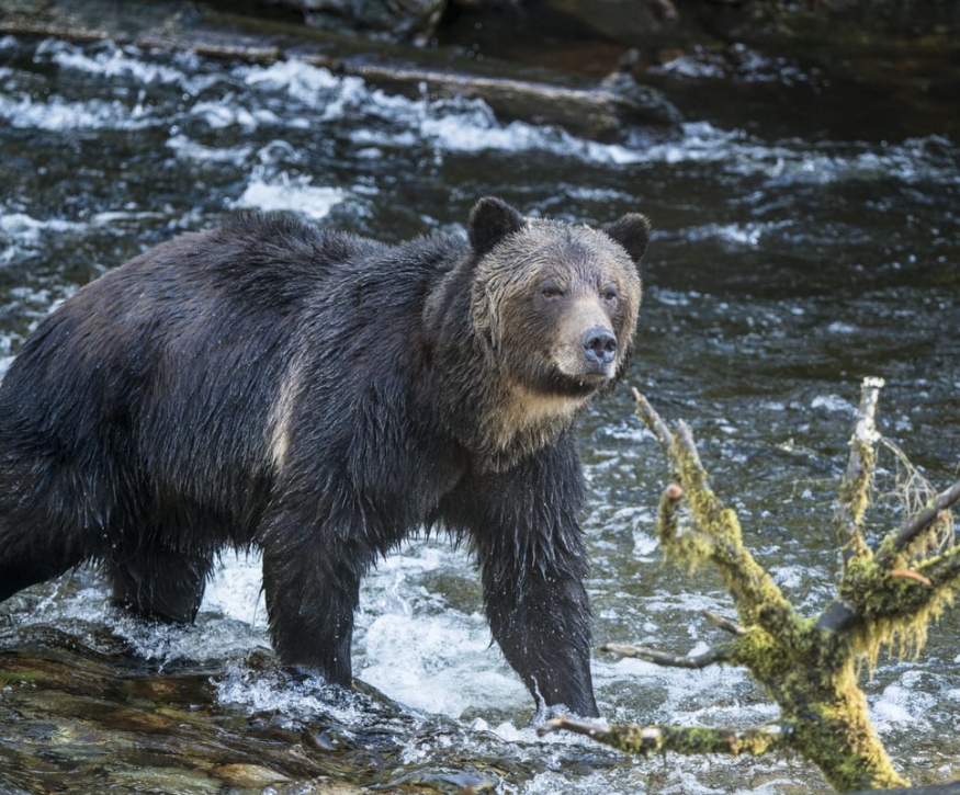 Ein Grizzlybär läuft im Wasser im Broughton Archipelago Provincial Park. Der Fluss ist schnell fließend und im Vordergrund steht ein Baum.