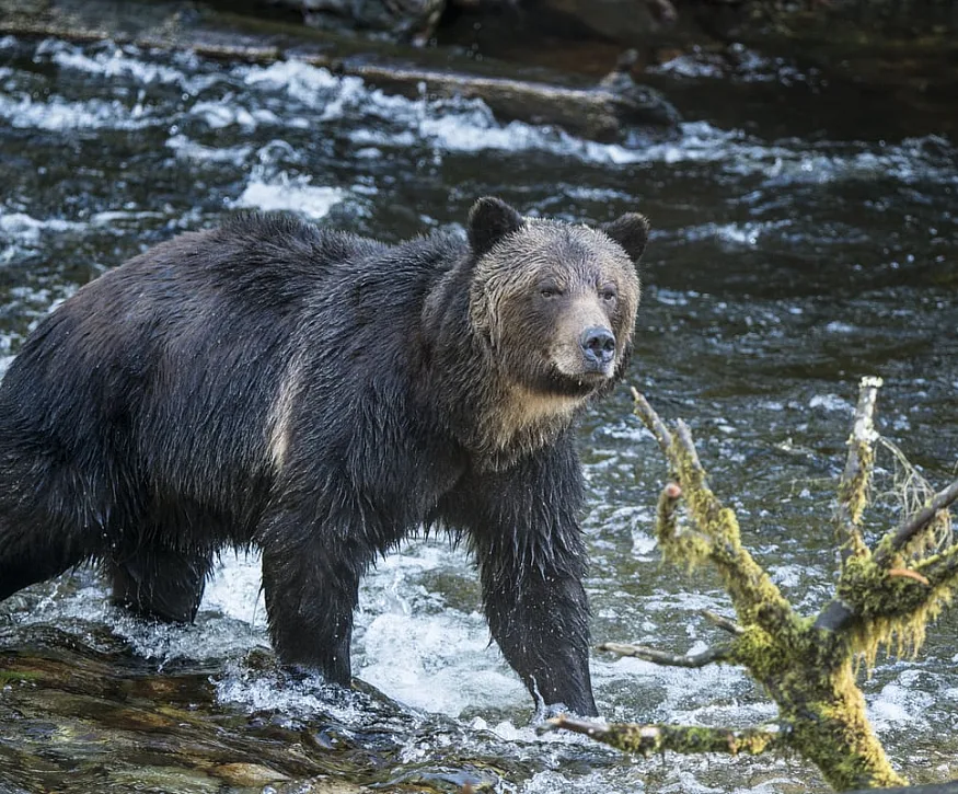 Ein Grizzlybär läuft im Wasser im Broughton Archipelago Provincial Park. Der Fluss ist schnell fließend und im Vordergrund steht ein Baum.