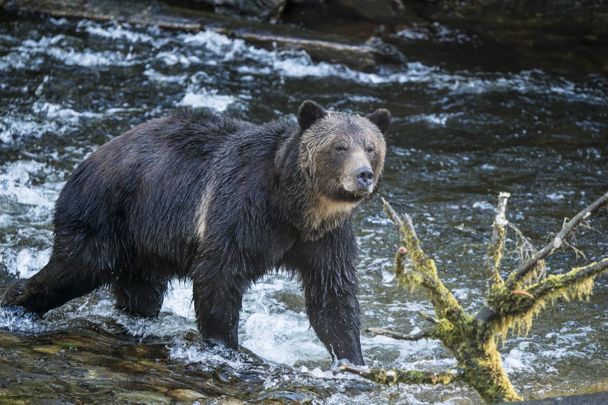 A grizzly bear walks in the water at Broughton Archipelago Provincial Park. The river is fast moving and there is a tree in the foreground.