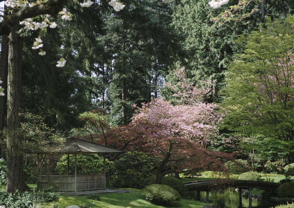 Ein Kirschbaum mit rosa Blüten sticht im Nitobe Memorial Garden zwischen den immergrünen Pflanzen hervor.