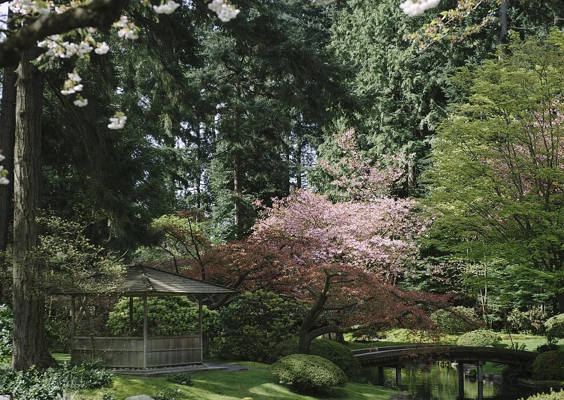 A pink-blossomed cherry tree stands out among the evergreens at Nitobe Memorial Garden