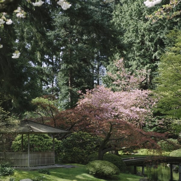 Un cerezo de flores rosadas destaca entre los árboles de hoja perenne en Nitobe Memorial Garden.