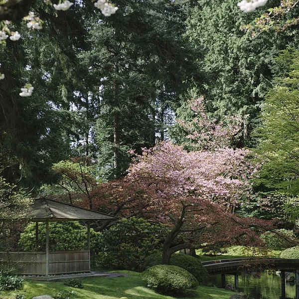A pink-blossomed cherry tree stands out among the evergreens at Nitobe Memorial Garden