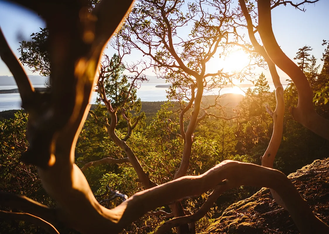 A sunset over the coast, a close up on an Arbutus tree in the foreground