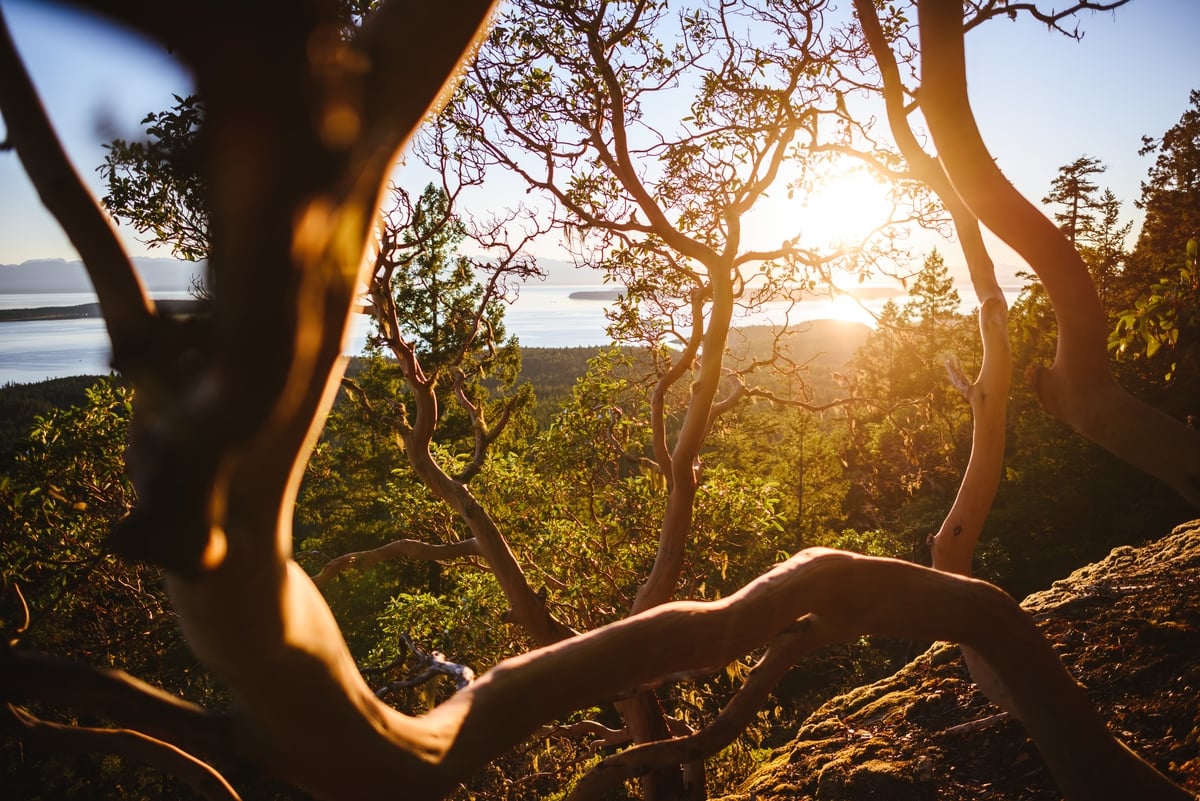 A sunset over the coast, a close up on an Arbutus tree in the foreground