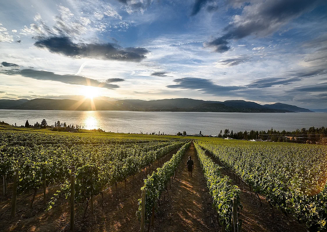 CedarCreek Estate Winery | Andrew Strain