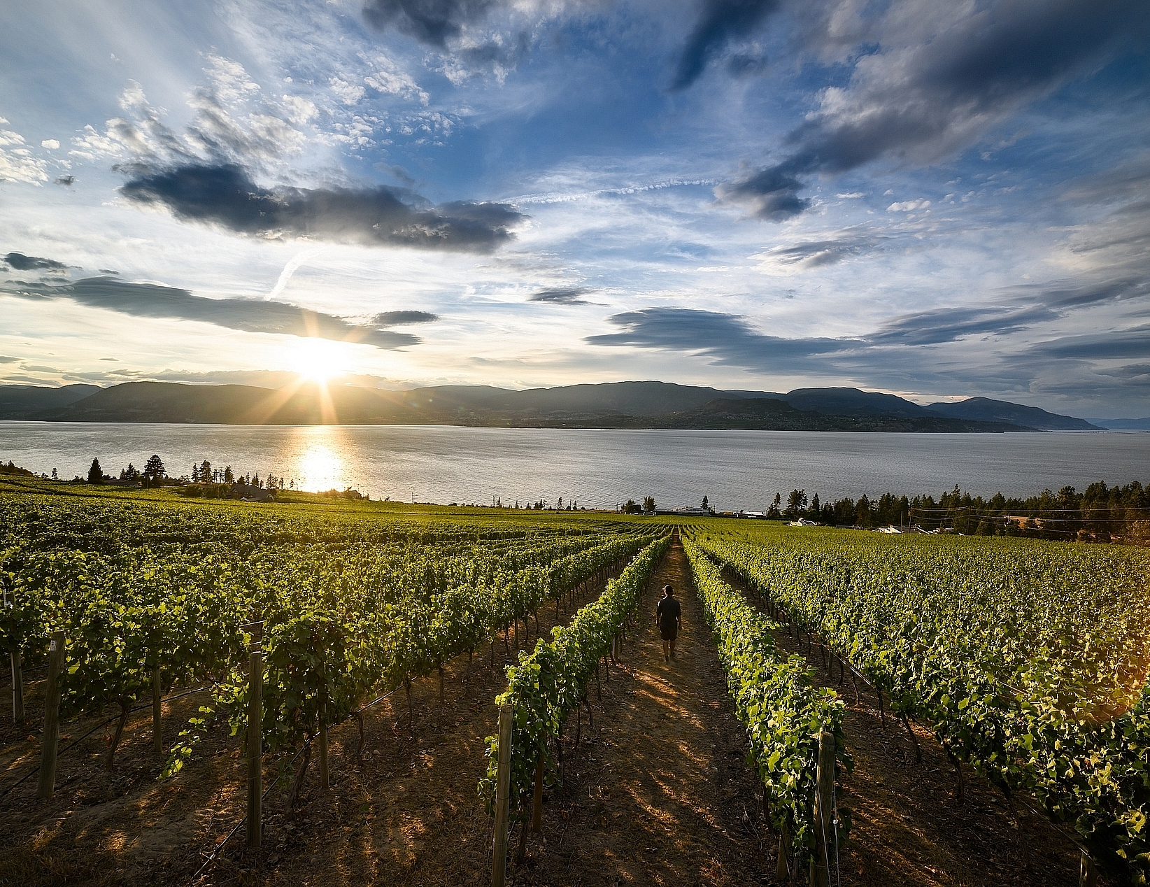 CedarCreek Estate Winery | Andrew Strain