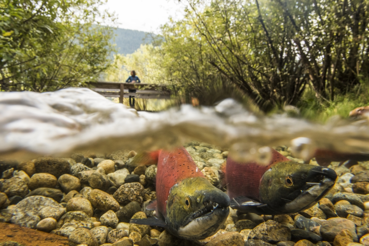 Zwei Lachse schwimmen flussaufwärts nahe einer Brücke bei Kokanee im Kokanee Creek Provincial Park.