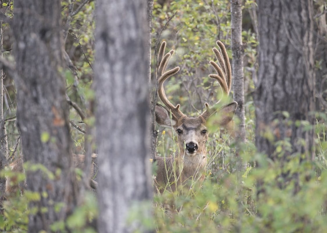 A deer with antlers is spotted between the trees, their head popping out just about the brush.