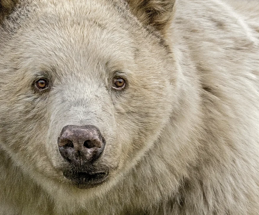 A close up shot of a Kermode (Spirit) Bear