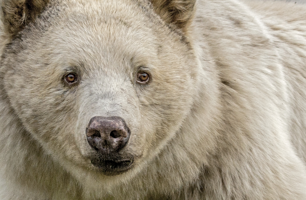 A close up shot of a Kermode (Spirit) Bear