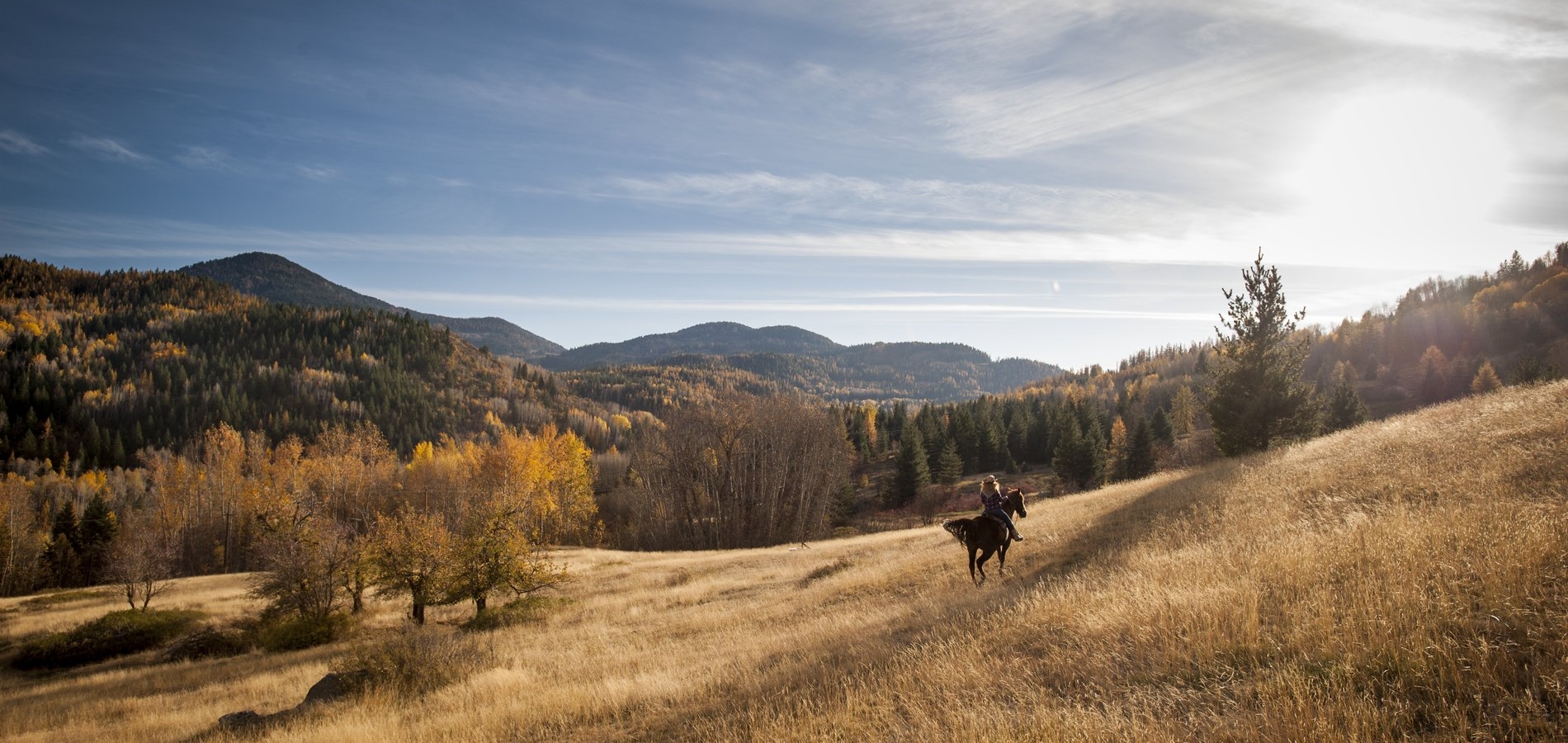 Eine Person reitet im Herbst durch ein Grasfeld in Rossland. Bäume säumen den Horizont, gesprenkelt mit goldenen Spitzen, unter klarem blauem Himmel und strahlendem Sonnenschein auf der rechten Seite.