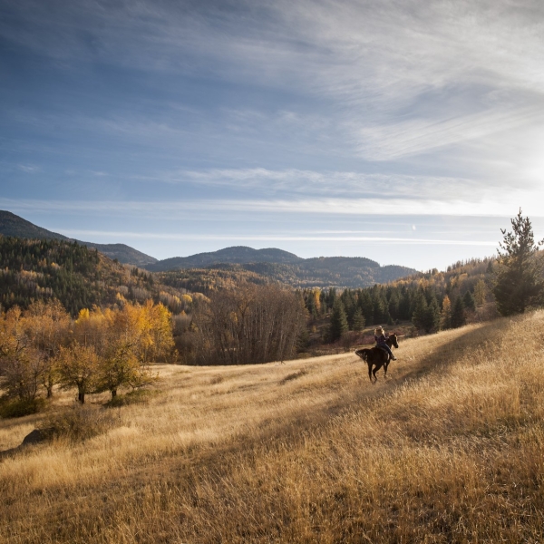Eine Person reitet im Herbst durch ein Grasfeld in Rossland. Bäume säumen den Horizont, gesprenkelt mit goldenen Spitzen, unter klarem blauem Himmel und strahlendem Sonnenschein auf der rechten Seite.