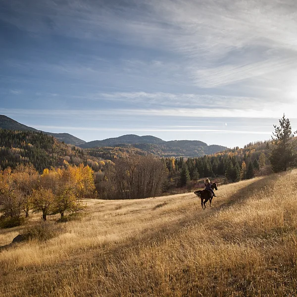 Una persona cabalga por un campo de hierba en otoño en Rossland. Árboles con puntas doradas bordean el horizonte bajo cielos azules despejados y el sol brilla intensamente a la derecha.