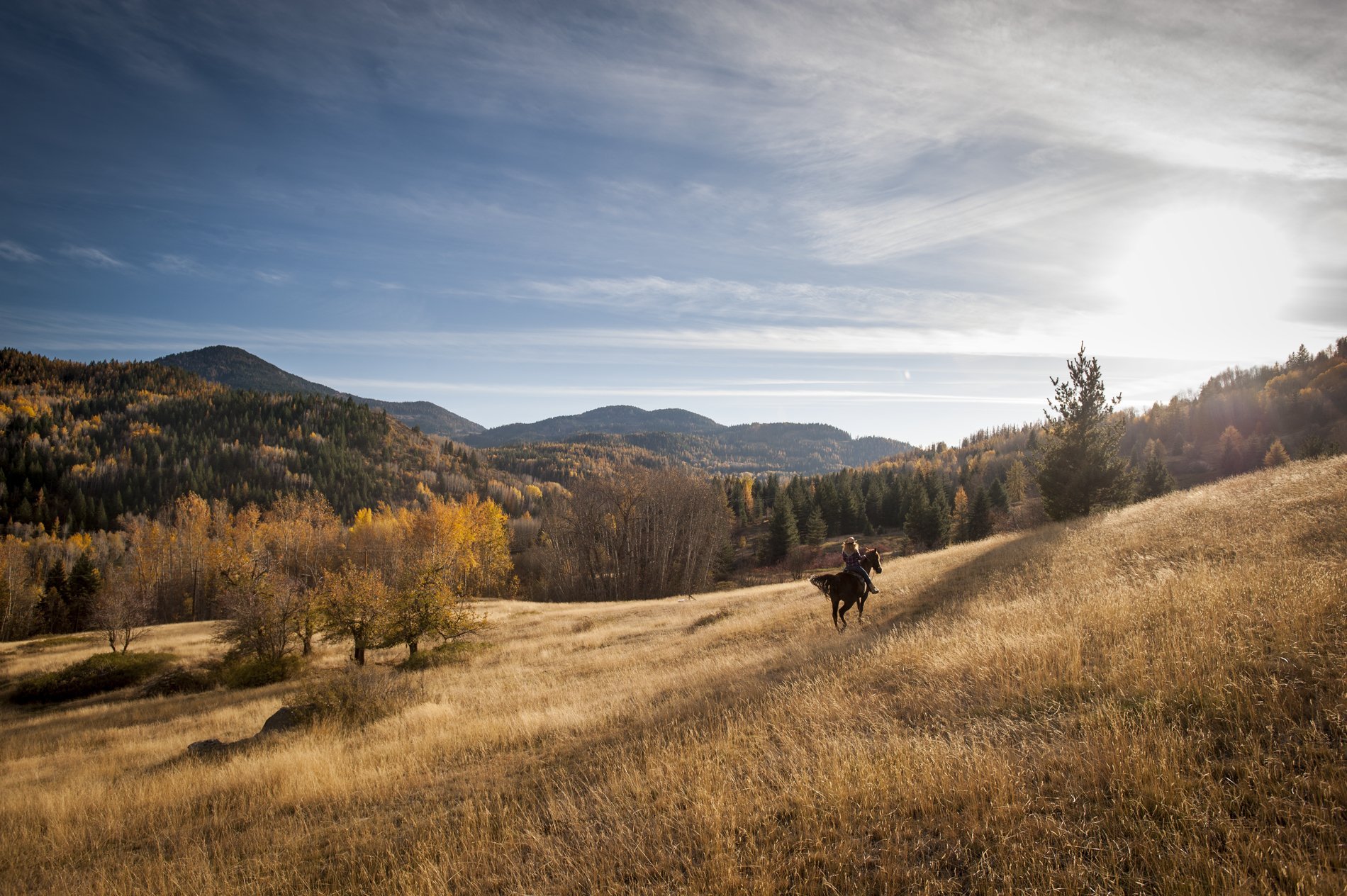 A person is horseback riding through a grassy field in the fall in Rossland. Trees line the horizon, dotted with golden tips with clear blue skies and the sun shining brightly on the right hand side.