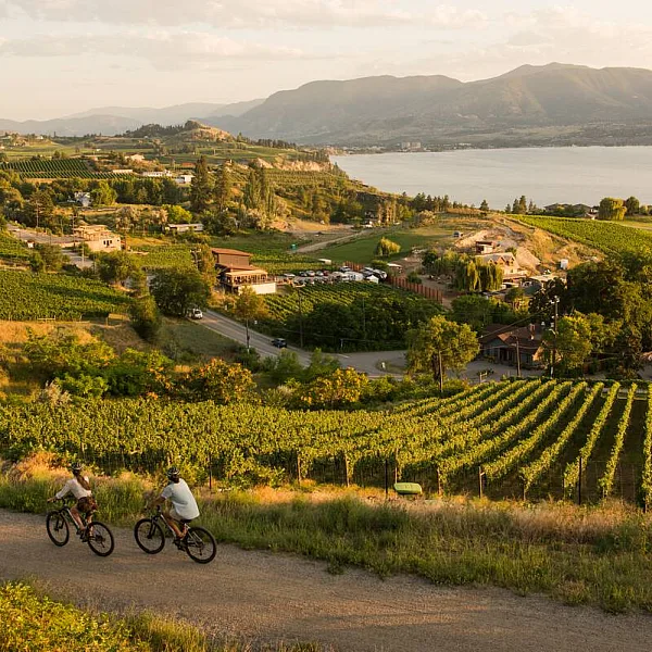 A couple cycles past vineyards on the Kettle Valley Railway between Penticton and Naramata with lush wineries and Okanagan Lake in the backdrop.