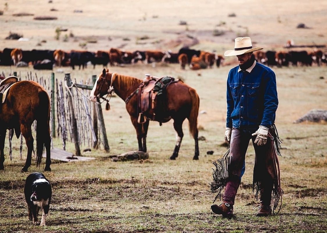 A man wearing cowboy attire including a wide brimmed hat, leather pants and a blue button shirt, walks past two horses in a field. Dozens more horses are in the distance background.