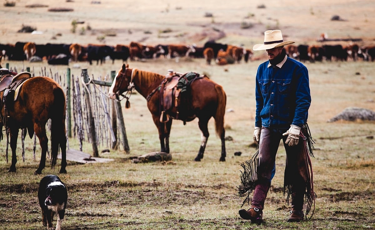 Ein Mann in Cowboy-Kleidung, darunter ein breitkrempiger Hut, Lederhosen und ein blaues Hemd, geht an zwei Pferden auf einem Feld vorbei. Im Hintergrund sind dutzende weitere Pferde zu sehen.