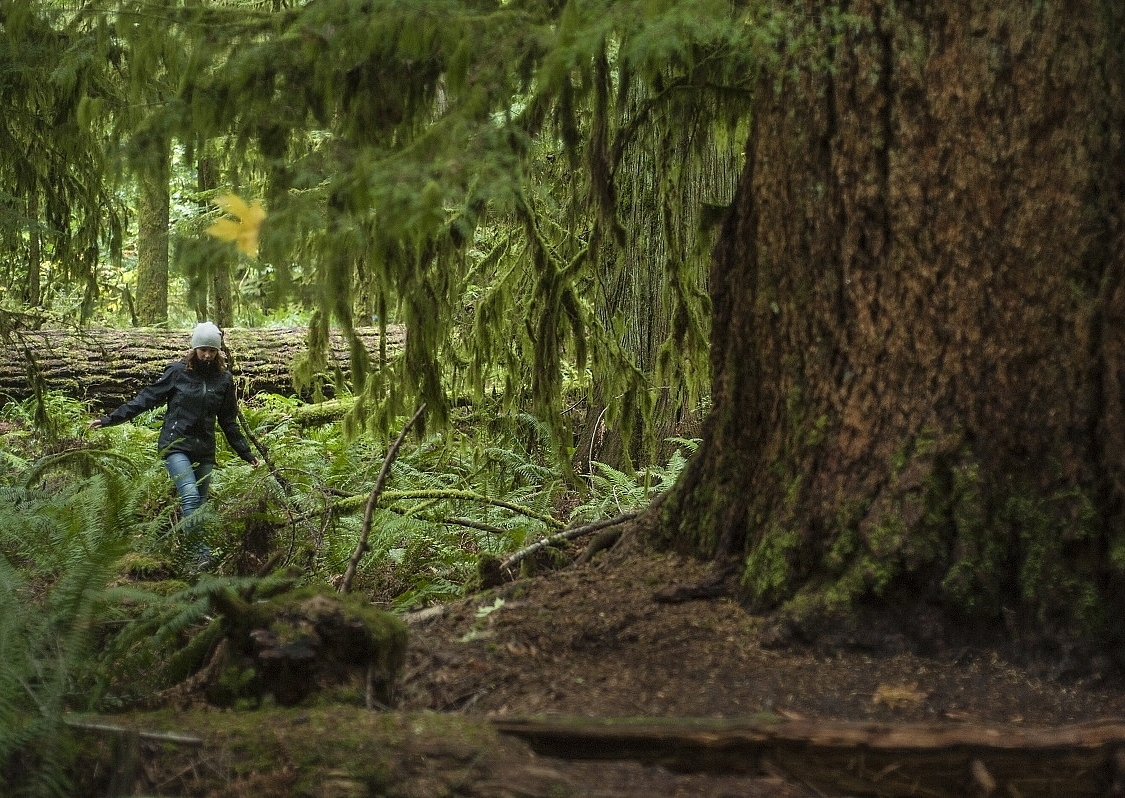 A woman hikes through an old growth forest next to a very large tree in MacMillan Provincial Park