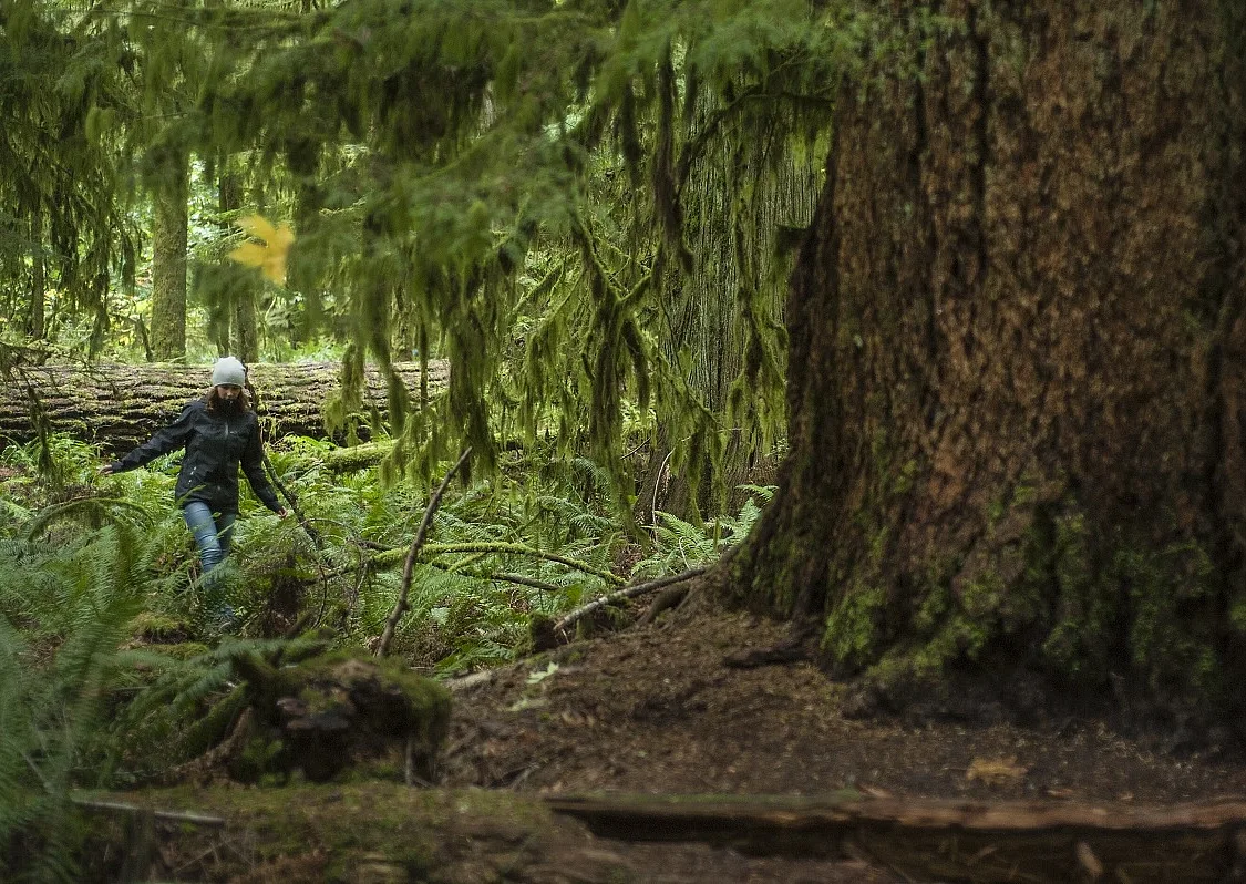 A woman hikes through an old growth forest next to a very large tree in MacMillan Provincial Park