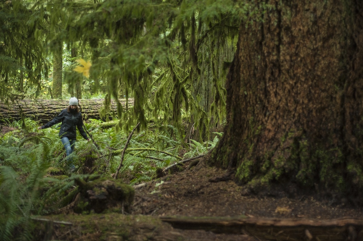 A woman hikes through an old growth forest next to a very large tree in MacMillan Provincial Park