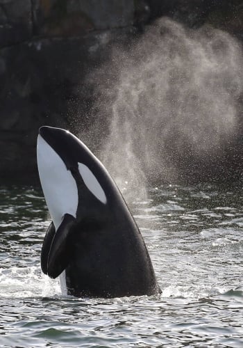 An orca whale with its head and upper body extended out of the water.