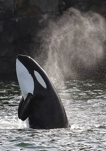 Ein Orca-Wal, dessen Kopf und Oberkörper aus dem Wasser ragen.