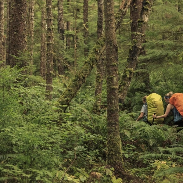 Two hikers carry large packs (one with a yellow cover, one with an orange cover). They are trekking through dense vegetation in Cape Scott Provincial Park.