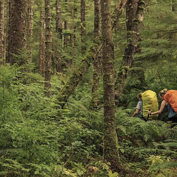Two hikers carry large packs (one with a yellow cover, one with an orange cover). They are trekking through dense vegetation in Cape Scott Provincial Park.