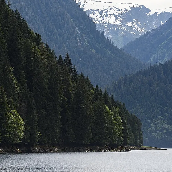 A few of the Khutzeymateen Inlet, surrounded by steep mountains covered in evergreen trees in Northern BC