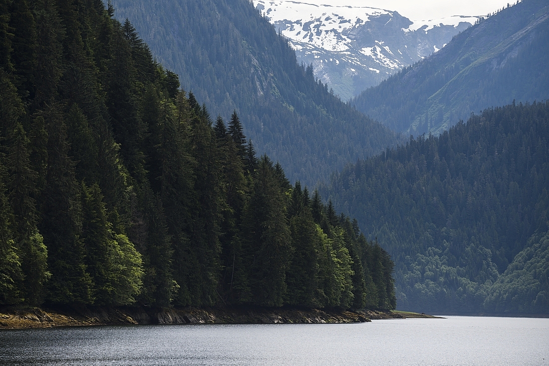 A few of the Khutzeymateen Inlet, surrounded by steep mountains covered in evergreen trees in Northern BC