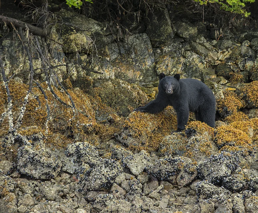 A black bear walks along a rocky coastline