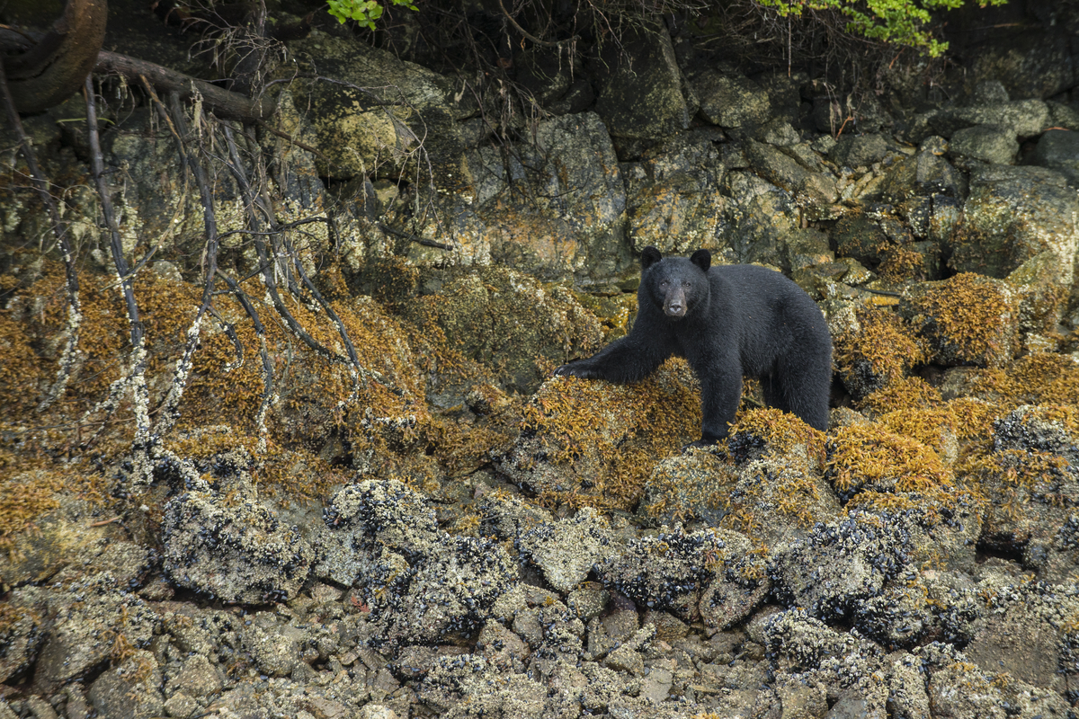 A black bear walks along a rocky coastline