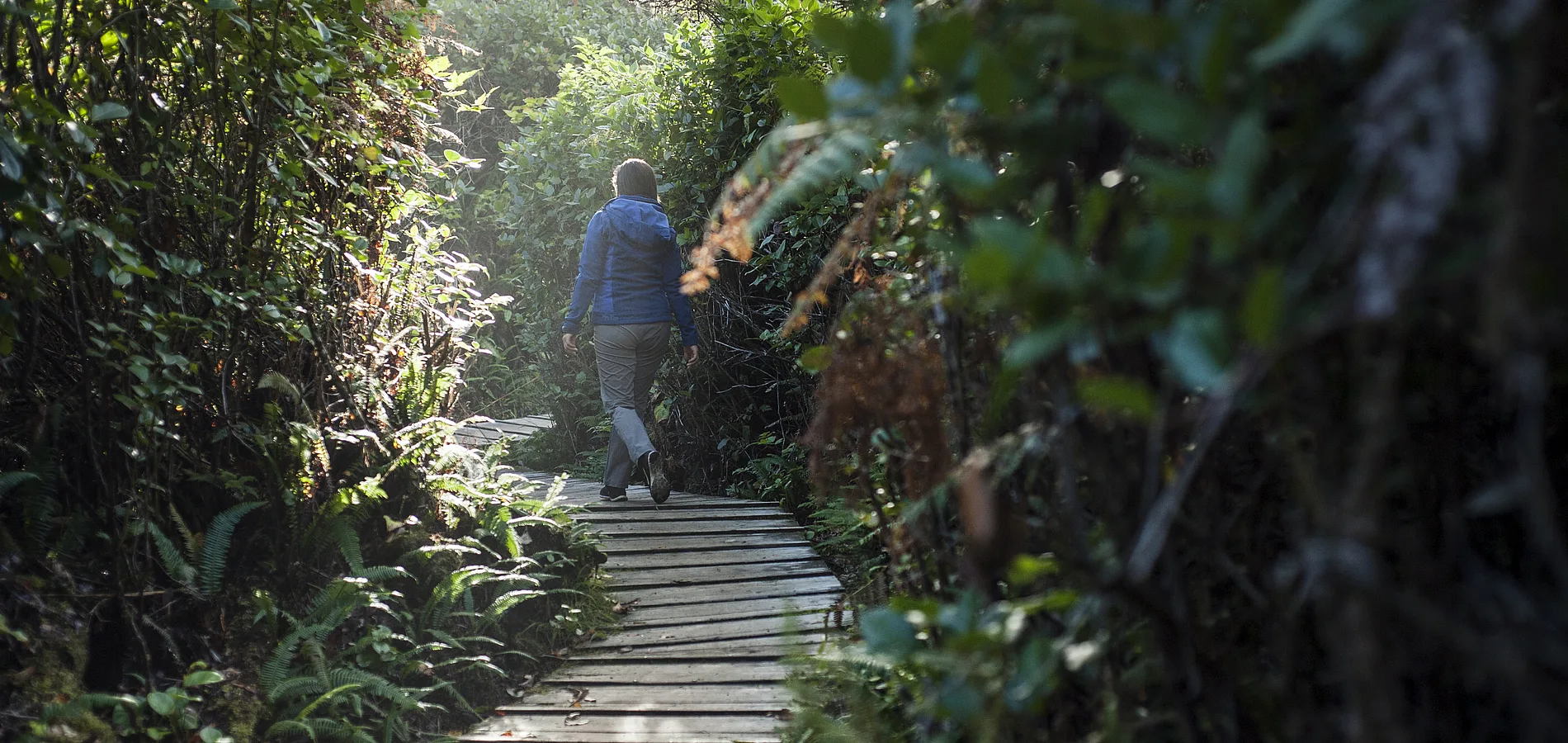 A person walks down a boardwalk away from the camera through a path surrounded by trees in Pacific Rim National Park