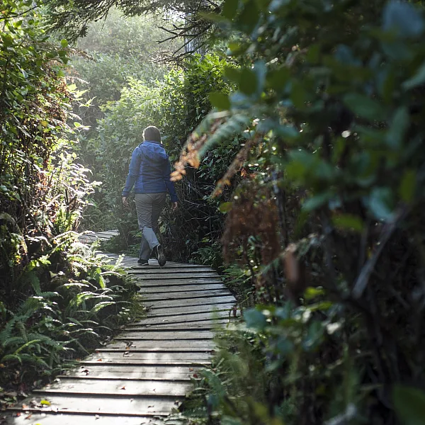 A person walks down a boardwalk away from the camera through a path surrounded by trees in Pacific Rim National Park