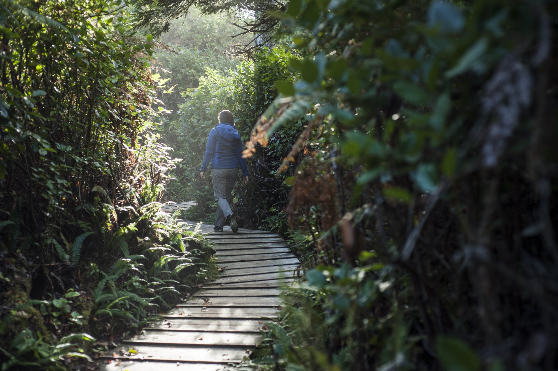 Una persona camina por un paseo marítimo alejándose de la cámara a través de un sendero rodeado de árboles en el Parque Nacional Pacific Rim.