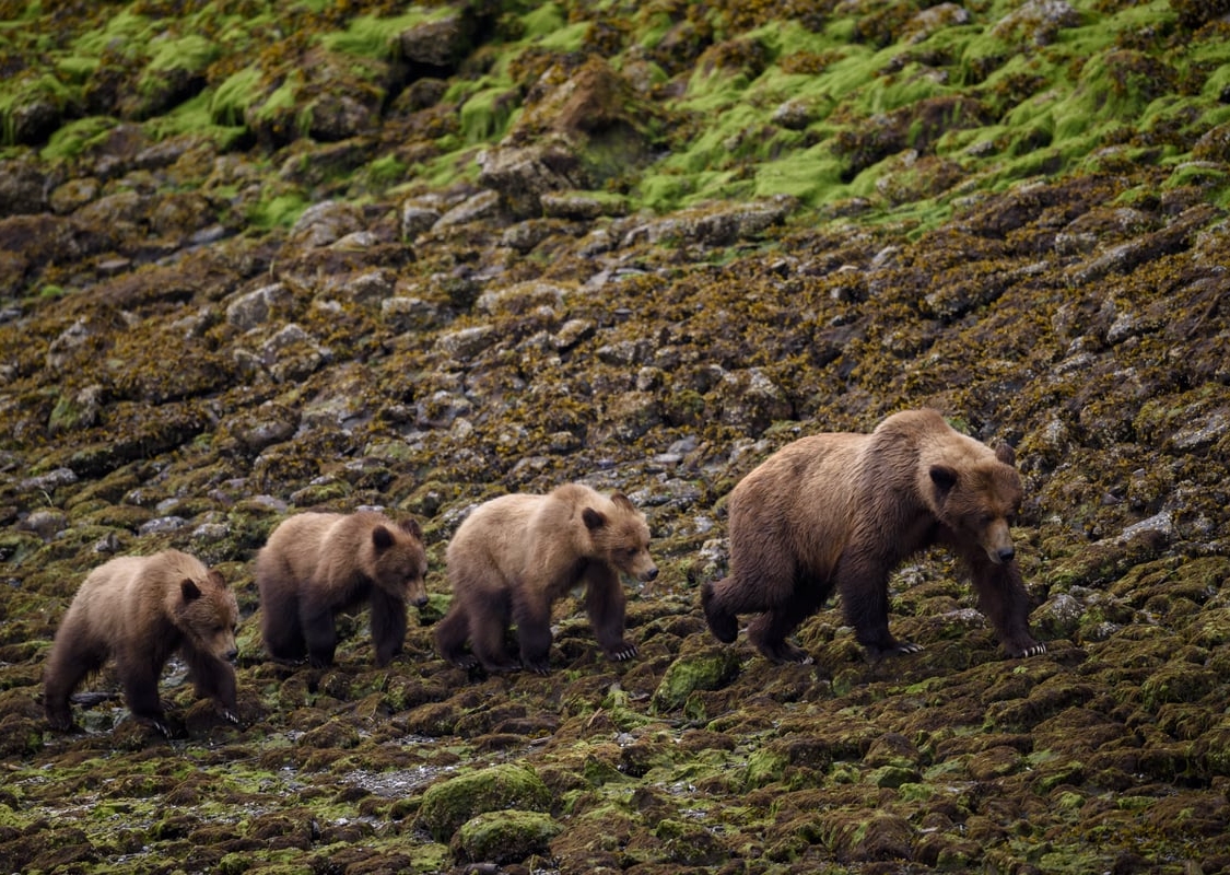 Ein ausgewachsener Grizzlybär läuft mit 3 Jungbären entlang der felsigen Küste.