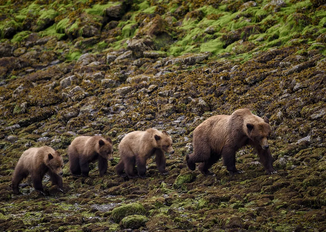 An adult grizzly bear walks along the rocky coastline with 3 juvenile bears.