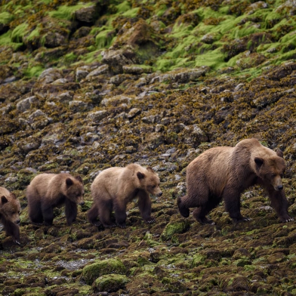 Ein ausgewachsener Grizzlybär läuft mit 3 Jungbären entlang der felsigen Küste.