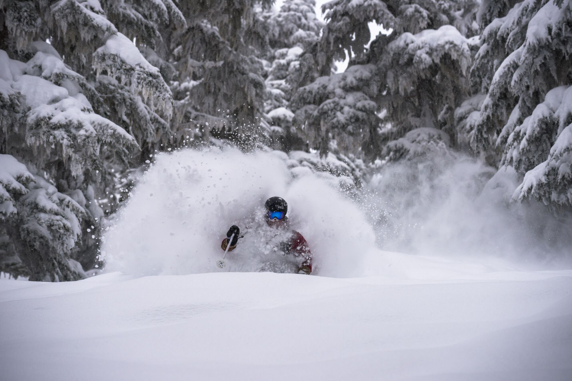 Skier kicks up a ton of powder that almost obscures them. Snow-draped trees in the background.
