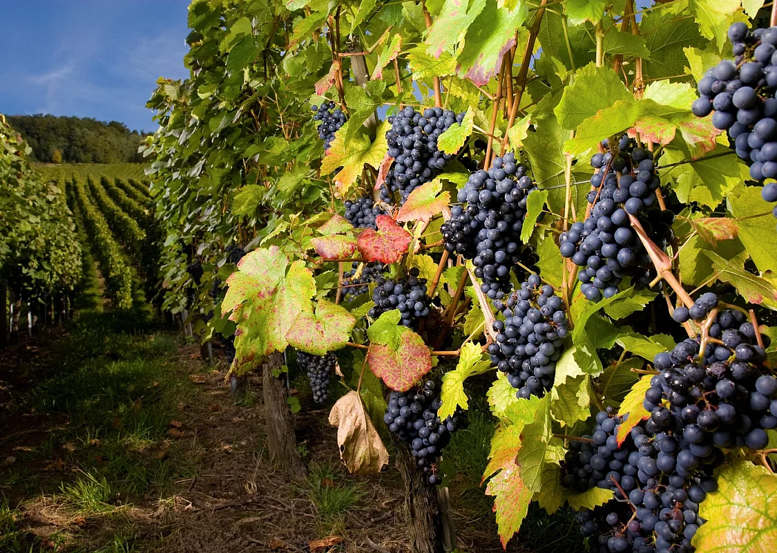 Viñedos en el Okanagan