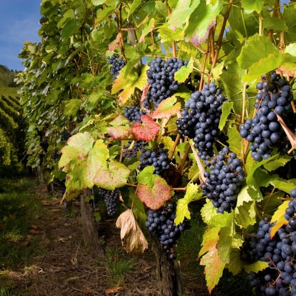 Vineyards in the Okanagan