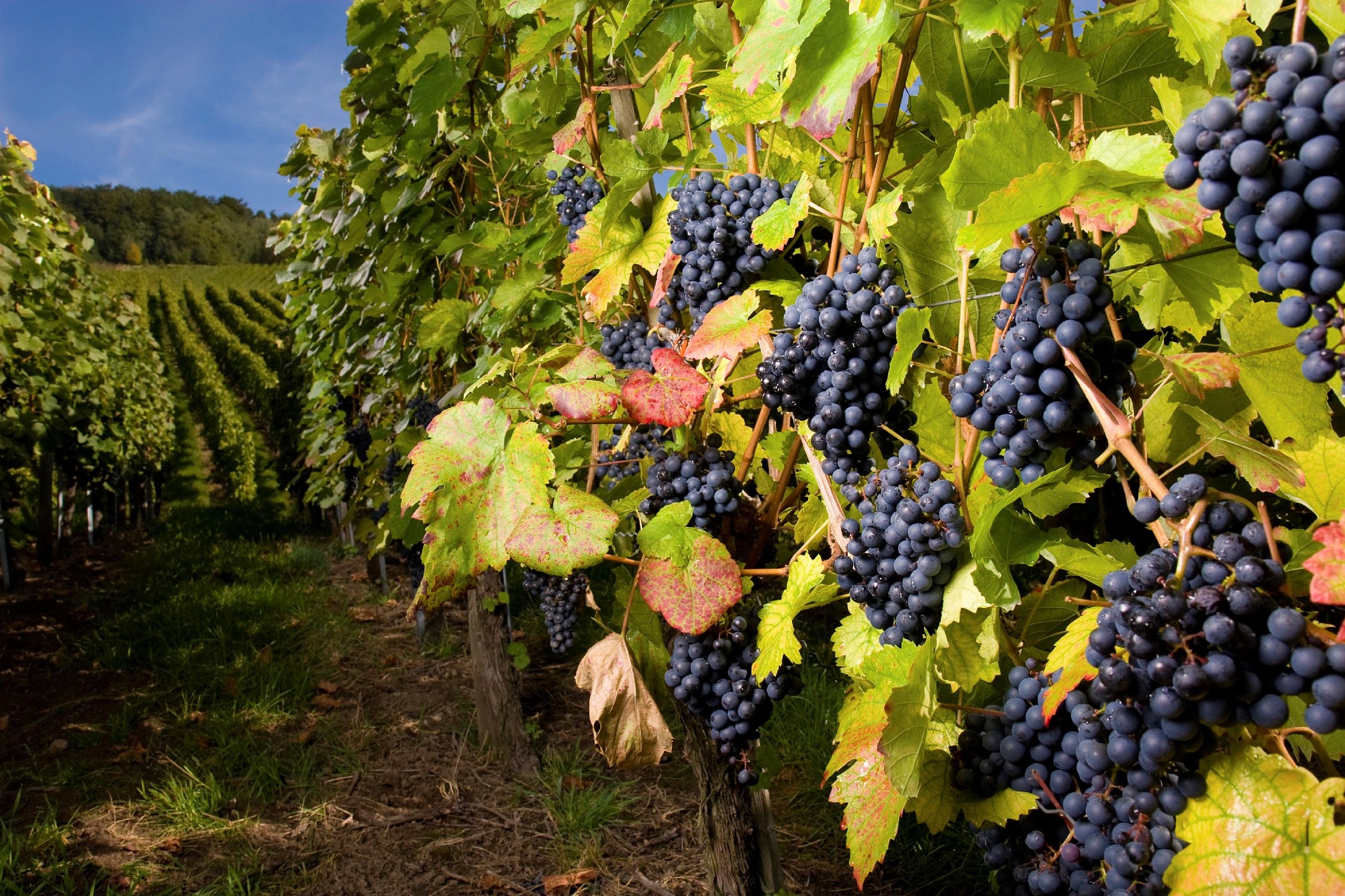 Vineyards in the Okanagan