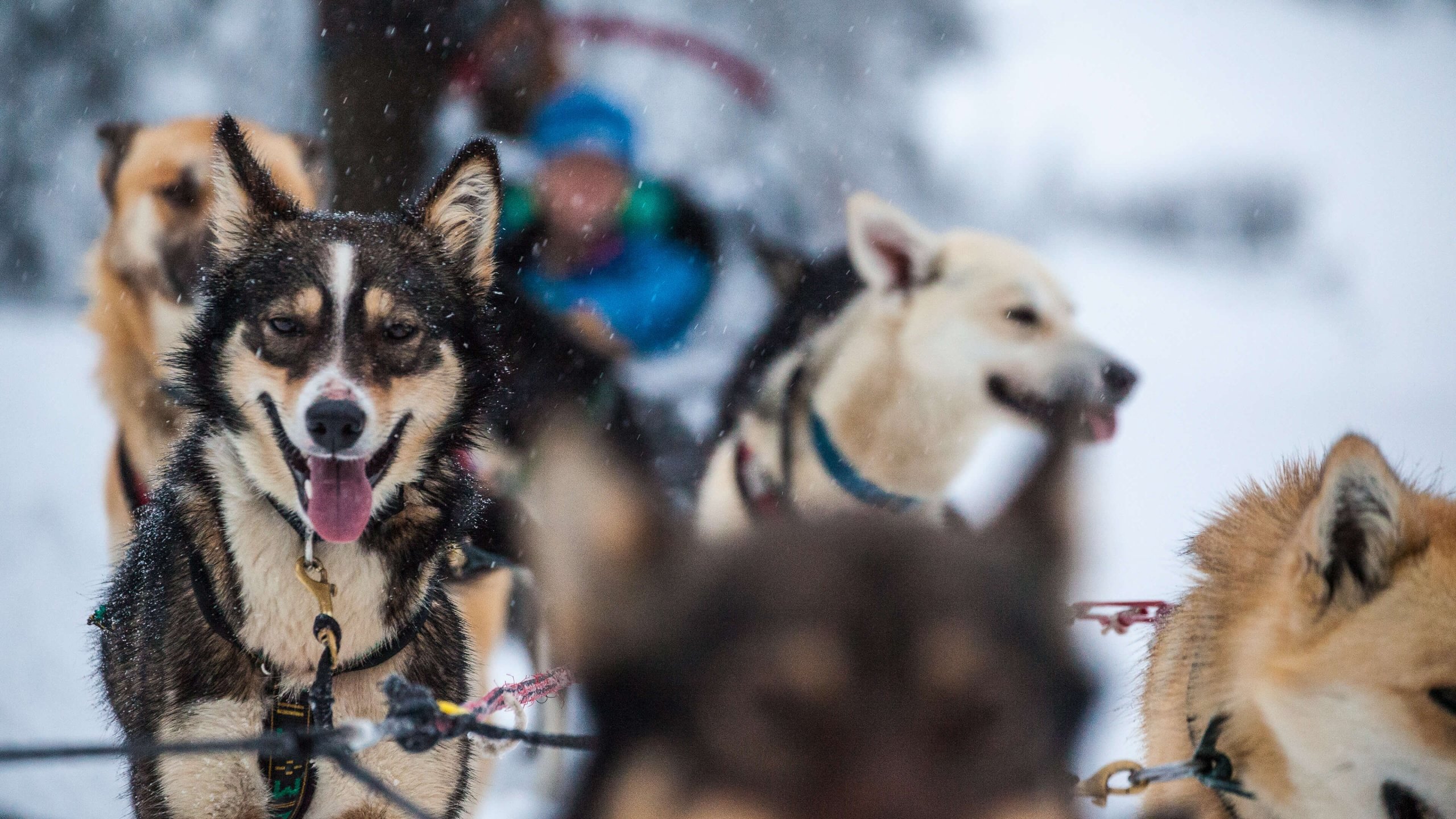 Dogs pulling a sled