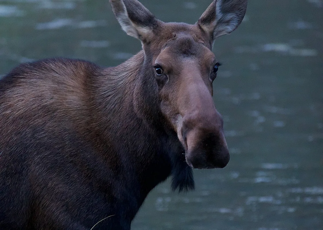 A cow moose looks up from feeding along the water's edge.